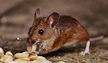 24 Hour & Emergency Exterminators in Grassflat, PA